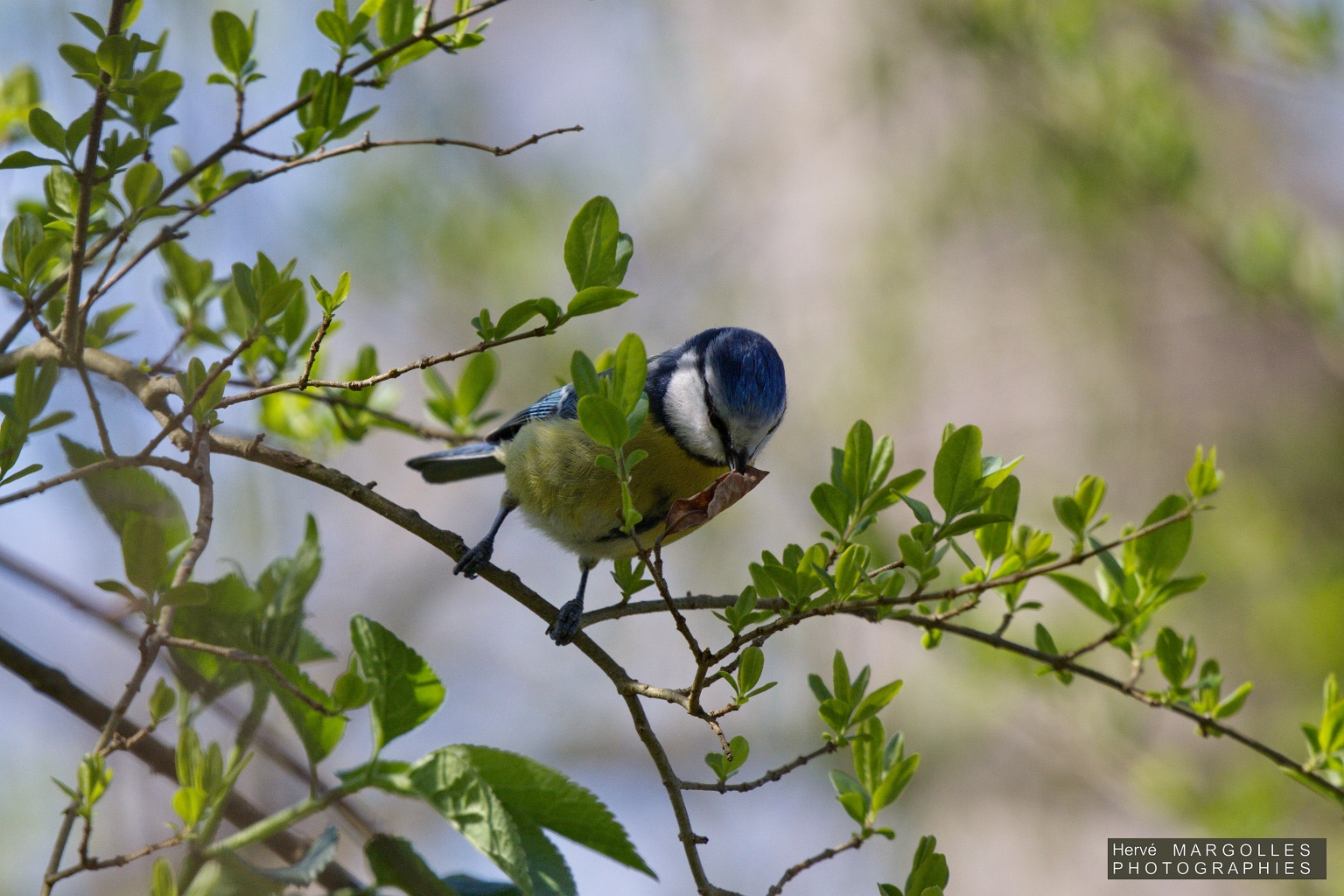 Mesange bleue-09.jpg